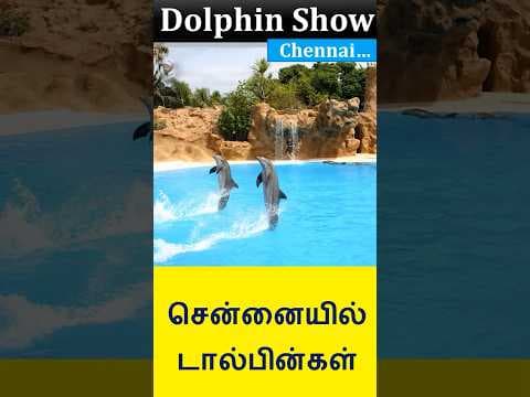 Dolphins in chennai?