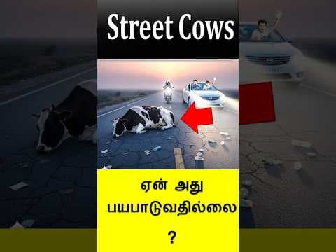 Cow on road!!  aren't they scared ?