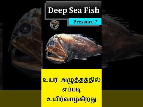 How deep sea fish survive