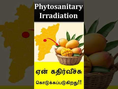 Why  Mango are Irradiated #phytosanitaryirradiation