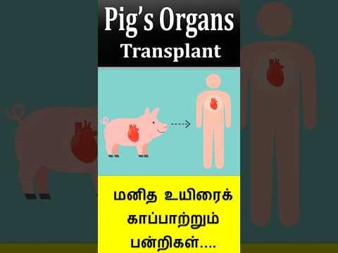 Pig organs for Humans