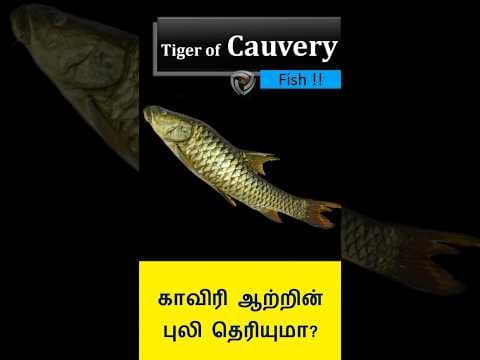 Humpback Mahseer fish