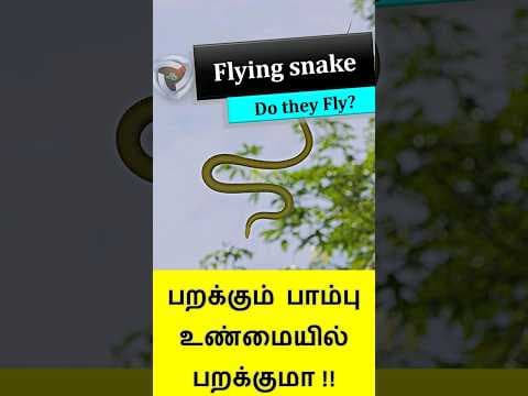 Flying snake
